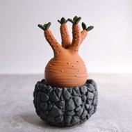 紅皮象牙宮造型塔香線香座 擺設/收納/3D列印/多肉塊根/禮物/盆栽