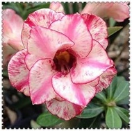 Desert rose rhizomes Adenium obesum real plant rhizomes for planting can be used for potted plants :