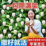 Apple Bitter Gourd Seed Four Seasons Sweet Fruit Bitter Gourd Seed Taiwan Apple Bitter Gourd Seed Ve