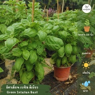 ต้นอิตาเลี่ยนเบซิล Italian Basil  โหระพาฝรั่ง (สีเขียว, สีแดง)​(H035)