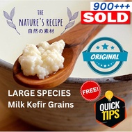 LARGE SPECIES CHEAPEST READY STOCK Europe Milk Kefir Grains 开菲尔 酸奶菌 in Probiotic Starter Super Activ