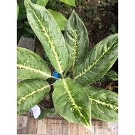 Aglaonema Varieties.