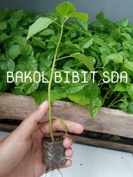 BIBIT CABE RAWIT LOMBOK SIAP TANAM