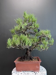 日本🇯🇵太幹黑松 Black Pine ｜植物 盆景 盆栽 bonsai 楓葉 塊根 多肉植物