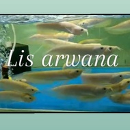 ikan arwana albino silver