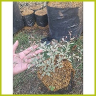 ◀ ∨ ◫ VARIEGATED AFRICAN TALISAY PLANT (SMALL)