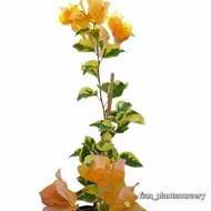 ready tanaman hias bougenville varigata kuning - bibit bunga