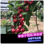 車厘子櫻桃嫁接苗，完全成熟是暗紅色的，果粒大，表皮光滑，口感醇厚。
