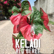 [PREMIUM COLLECTION] Keladi Cat Tumpah, Caladium Red Beret