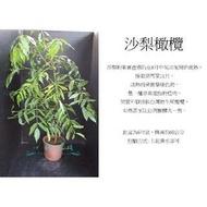 心栽花坊-沙梨橄欖(太平洋橄欖)水果苗售價150特價120