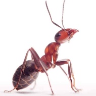 SPRAY SEMUT - CAMAY REPELLENT