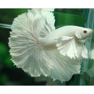 Halfmoon Dumbo ear White Platinum