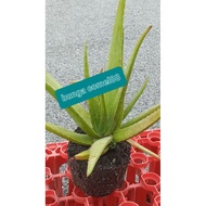 Alovera @lidah buaya