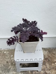 紫葉羽衣甘藍盆栽 花花青素滿滿全有機自育苗調土 已有底肥花青素滿滿 有機蔬菜沙律自由 安心食用 有機種植