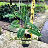 TKL - Calathea Warscewiczii Indoor Plant 紫背天鹅绒
