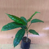 Aglaonema Simplex