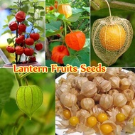 Malaysia Ready Stock High Quality 100pcs/bag Lantern Fruits Seeds for Planting Fruit Seed Benih Pokok Buah Benih Bunga Bonsai Tree Live Plant Air Plants Rare Bonsai Seeds Gardening Fruits Seed Garden Decoration Items Indoor Plants for Home Easy To Grow