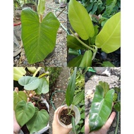 Philodendron - Live Plant