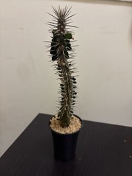 魔針地獄 連盆30cm