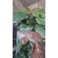 Jual mainan iguana red axanthic red blue Diskon
