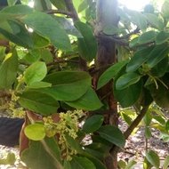 pohon alpukat Markus indukanberbuah/bunga+jambu madu Deli merah brbuah