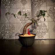 列加氏漆樹-Only one