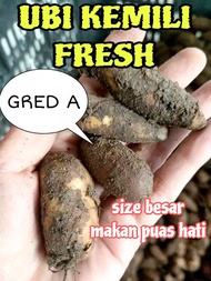 UBI KEMILI 1500G / UBI KELING FRESH NEW STOCK