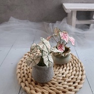 體驗活動 【 1人開班】彩葉芋石膏捏塑體驗課 擴香石/香氛/石膏/石膏捏塑