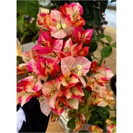 Bunga Kertas ID Flybaits