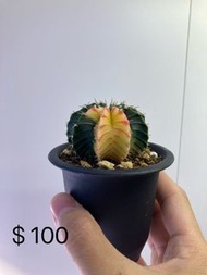 肋骨錦 塊根 龍舌蘭 緋牡丹 米哈 多肉植物