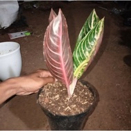 TANAMAN AGLONEMA RED SUMATRA-tanaman aglonema pride of sumatra