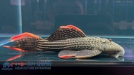 Pleco L25/Pleco/Live Fish/Freshwater/Redfin Cactus Pleco 喷点红剑尾坦克异型/异型鱼/活鱼(Sin Quan Aquaculture Enter