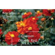 Cosmic Red Cosmos Flower Seeds - 200 Seed *Pot Friendly* Bi Colour, Annual Blooms -