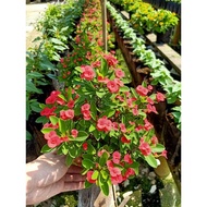 [Paling Horticulture Sdn Bhd] Pokok Bunga Raja | Euphorbia Milli | Crown-of-Thorns