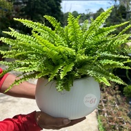 [Paling Horticulture Sdn Bhd] Boston Fern | Sword Fern || Nephrolepis exaltata