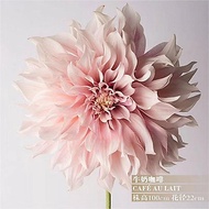 That Year Flower Ball Dahlia Flower Plant Blossom Root Netherlands Dahlia Years Old Sweet Potato Flo