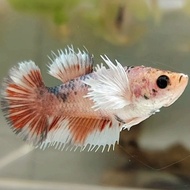 FEMALE CROWNTAIL DUMBO EAR COPPER MULTICOLOR