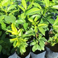 Pokok tenggek burung / ulam /pokok hidup / tahan panas