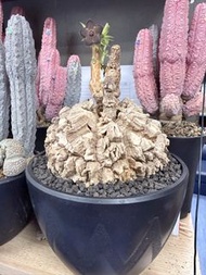 大型龜甲蘿藦直徑約13 cm