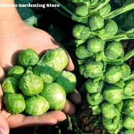 Fresh Organic Brussel Sprout Seeds 20pcs 抱子甘蓝 High Yield Rare Brussels Sprouts Vegetable Seeds Garde