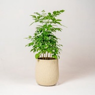 幸福樹 旺旺樹 發財樹 奶白色樹紋落地大盆栽 開幕花盆 觀葉植物