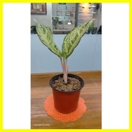 ♂ ◆ ♈ Aglaonema Varieties, will be ship with pot and a little soil