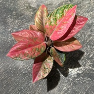 tanaman hias aglaonema / aglonema kochin nezkia