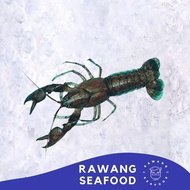 Baby Lobster / 小龙虾 (±700g) Frozen Crayfish - Rawang Seafood
