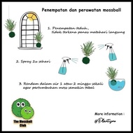 Mossball - Monstera Adansonii Mint | Janda Bolong Varigata Terlaris