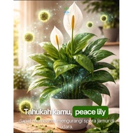 Indoor peace lily plant