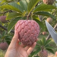 pokok nona manis/pokok kawin cepat berbuah