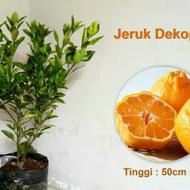 Bibit Jeruk Dekopon