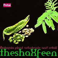 Pokok petai hybrid theshaxfeen
