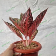 READY aglonema red Sumatra remaja Murah